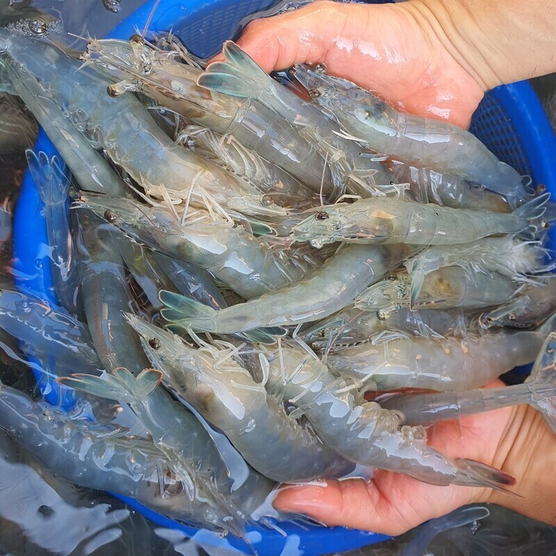 서희수산,[서희수산] 흰다리새우(1kg, 34미)