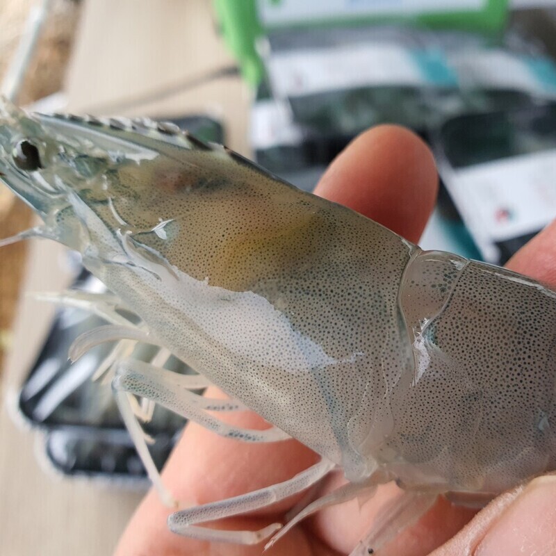 서희수산,[서희수산] 흰다리새우(1kg, 34미)