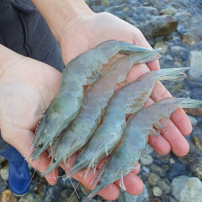 서희수산,[서희수산] 흰다리새우(1kg, 34미)